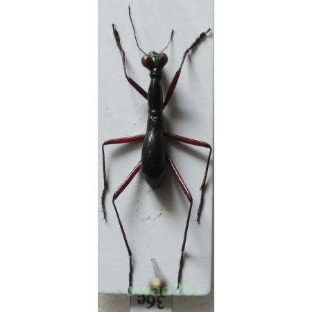 Tricondyla cyanipes Eschscholtz, 1829 Philippines36e
